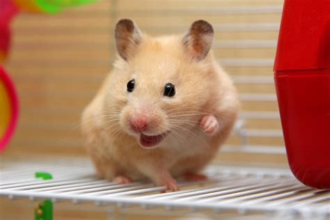 siberian hamster lifespan